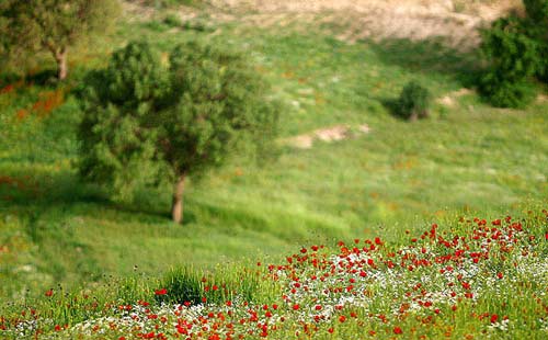 طبیعت زیبای استان کردستان در فصل بهار